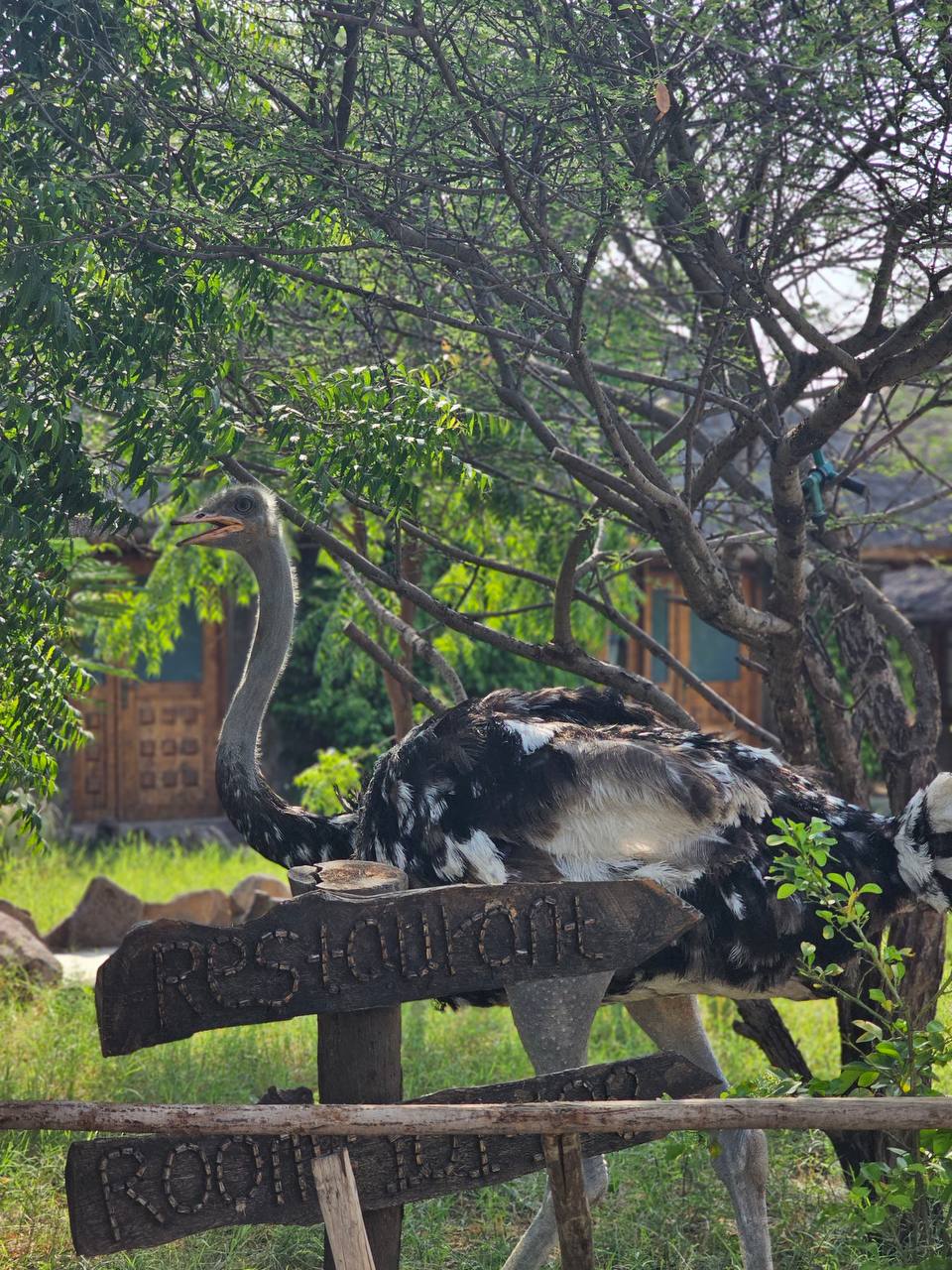 Lower Valley of the Awash Ethiopia destination
