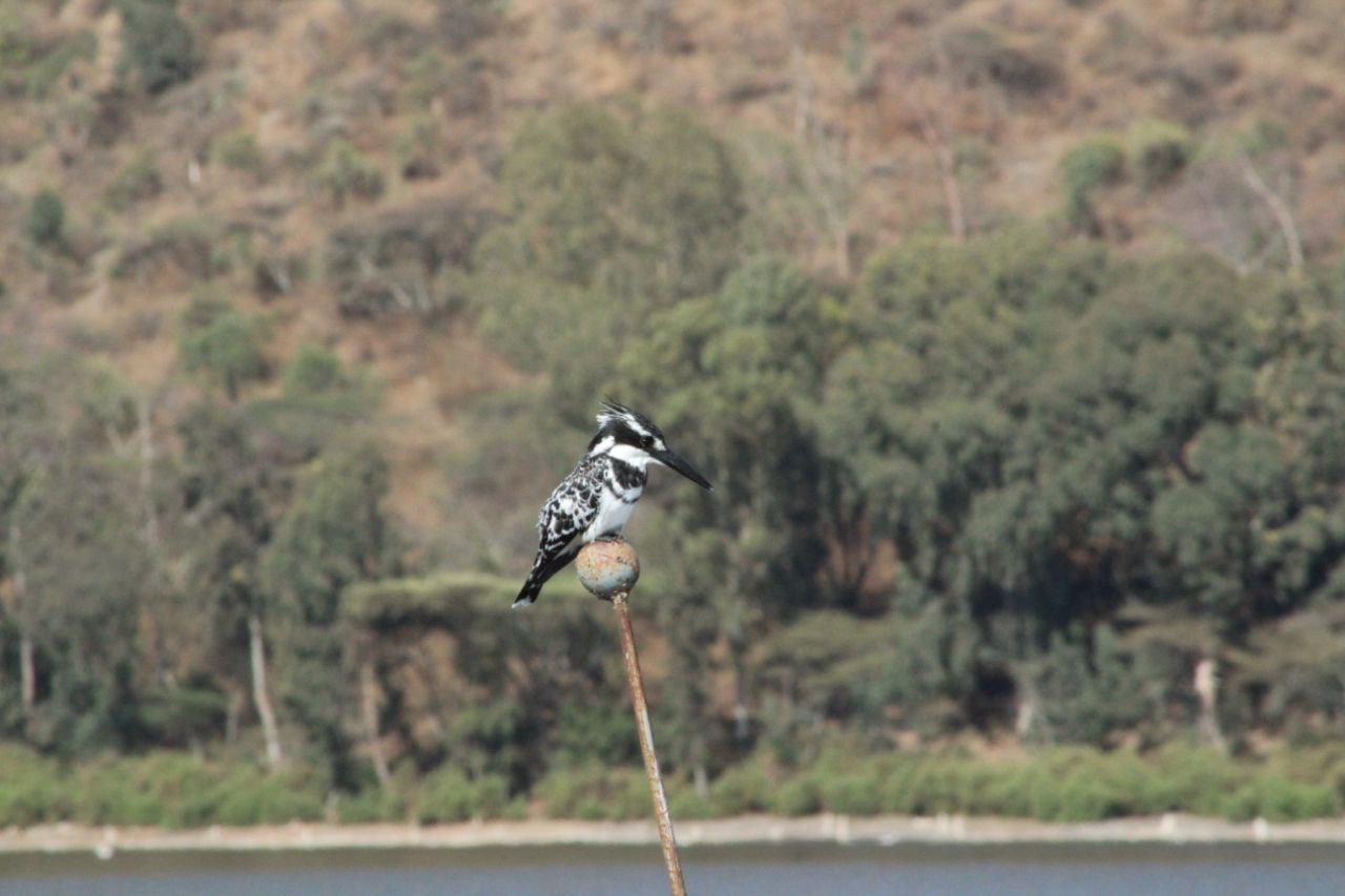 7-Day Bird Watching Tour in Ethiopia