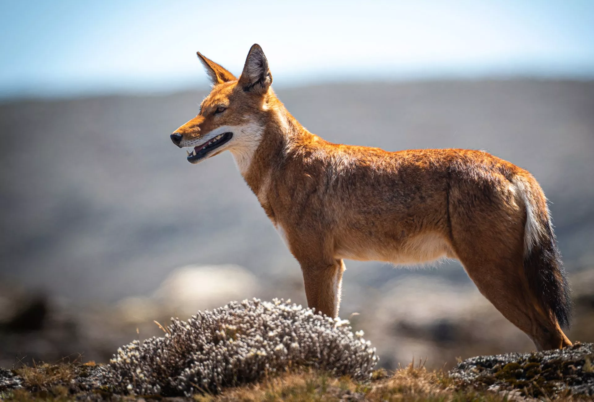 Endemic wildlife route in Ethiopia