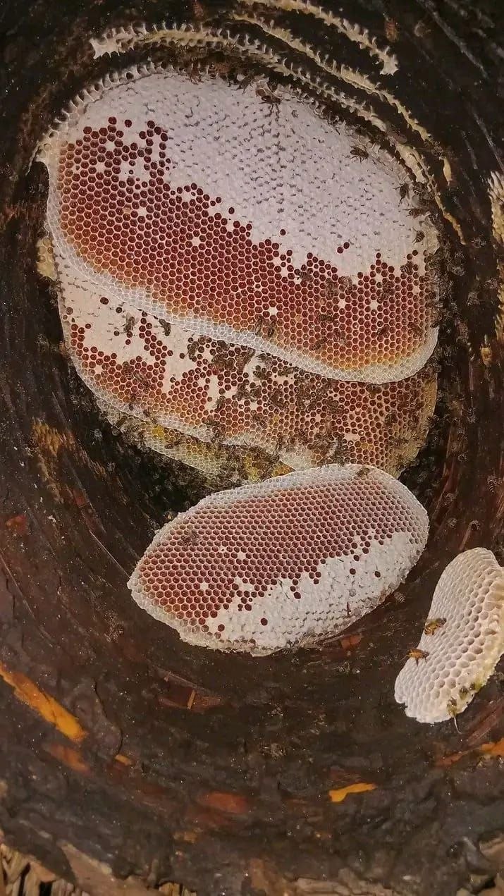 4-Day Beehive Journey to Debr – Honey, Harmony & Highland Traditions