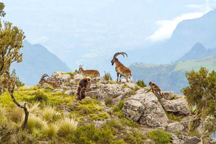 Simien Mountains National Park Ethiopia destination